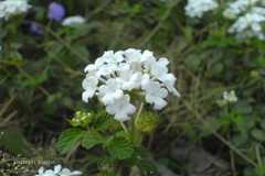 Lantana montevidensis